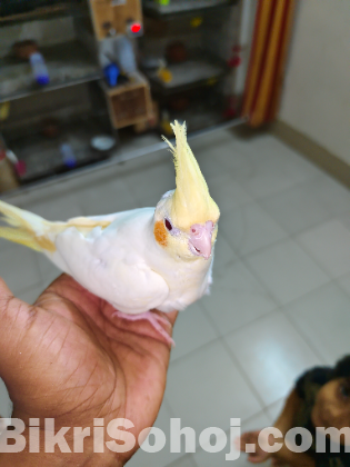 Kokatiel bird sell